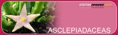 asclepiadaceas
