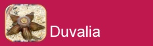 Duvalia