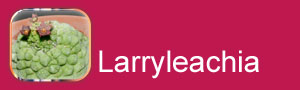Larryleachia