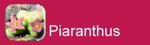 Piaranthus