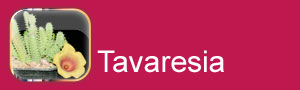 Tavaresia