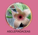 asclepiadaceas