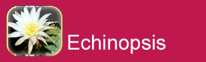 echinopsis