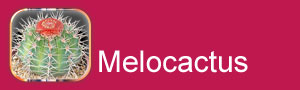 melocactus