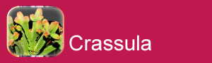 crassulaceas