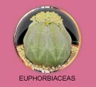euphorbiaceas