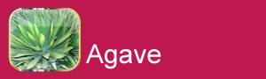 Agave