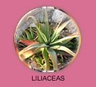 Liliaceas