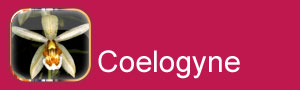 Coelogyne