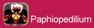 Paphiopedilium